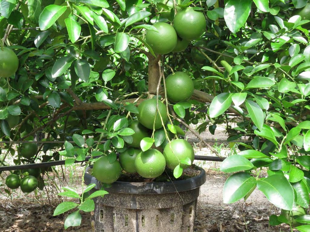 Ray Ruby CUPS grapefruit in 2018 (year 4) Estimated yield by