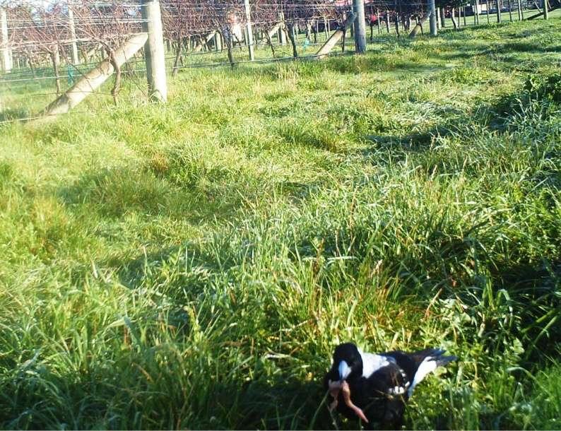 Figure 9.4: Magpie at Cirrus Estate vineyard, Martinborough, with day-old cock chick (harrier bait) taken from a feeding table, protruding from its beak. 9.5 Sheep, pheasants and human activity The Martinborough landscape provides wide-ranging foraging opportunities for the Australasian harrier.