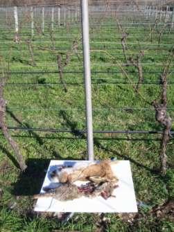 Figure 4.1: Feeding table attached 200mm off the ground to 2.0m pole, with rabbit carcasses as bait, at Bentwood Vineyard, Tai Tapu, Canterbury. 4.3.