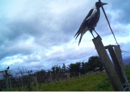 assumed that pest passerine birds in vineyards perceive magpies as a threat and display avoidance behaviours when encountering them. Figure 8.