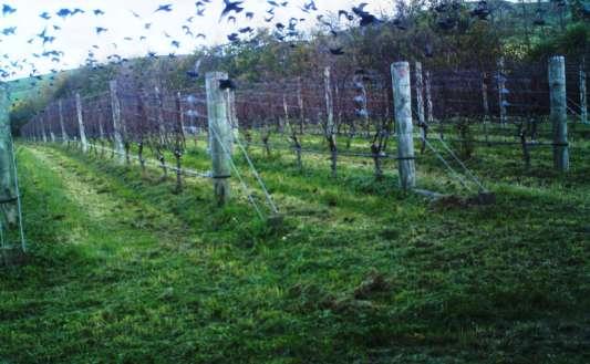 Figure 8.7: Starlings foraging unperturbed in vineyard where supplementary feeding site is located and Australasian harrier approaching in the distance. Figure 8.