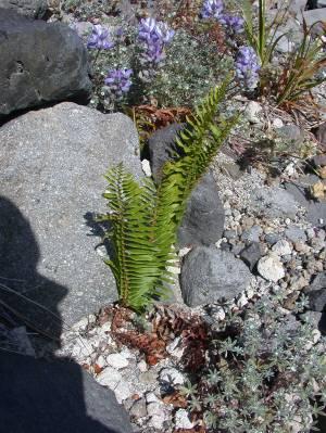 Helens, it occurs at higher elevations of the blown-down zone, refugia, lahars and barren sites. The fern has many narrow, erect triangular fronds that form a dense cluster.