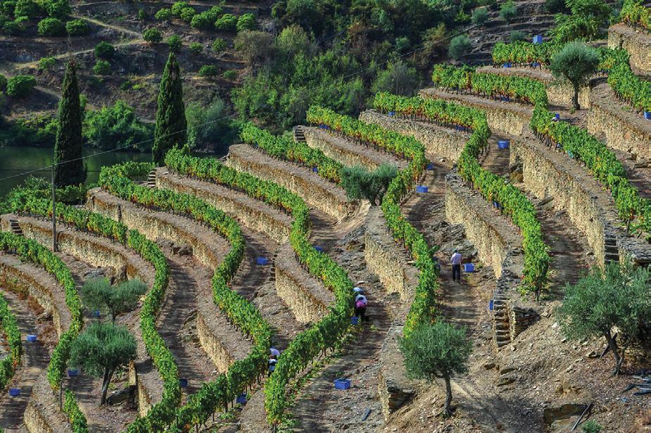 THE PORT ARTHUR STONE TERRACES AT QUINTA DOS MALVEDOS been abandoned in the aftermath of phylloxera, were reconstructed by hand, recovering the sturdy retaining walls to create terraces, with minimal