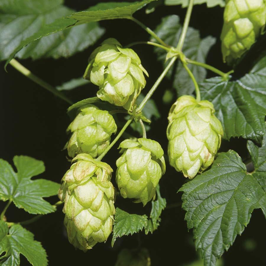 The soul of the beer: its precious contents A German brewer is only permitted to use four ingredients no more. According to the Bavarian Purity Law of 1516, these are hops, malt, water and now yeast.