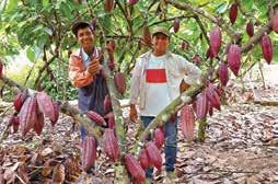 Cacao from Peru Small-scale farmers like Artemio and Ilmer Sangama of ACOPAGRO show