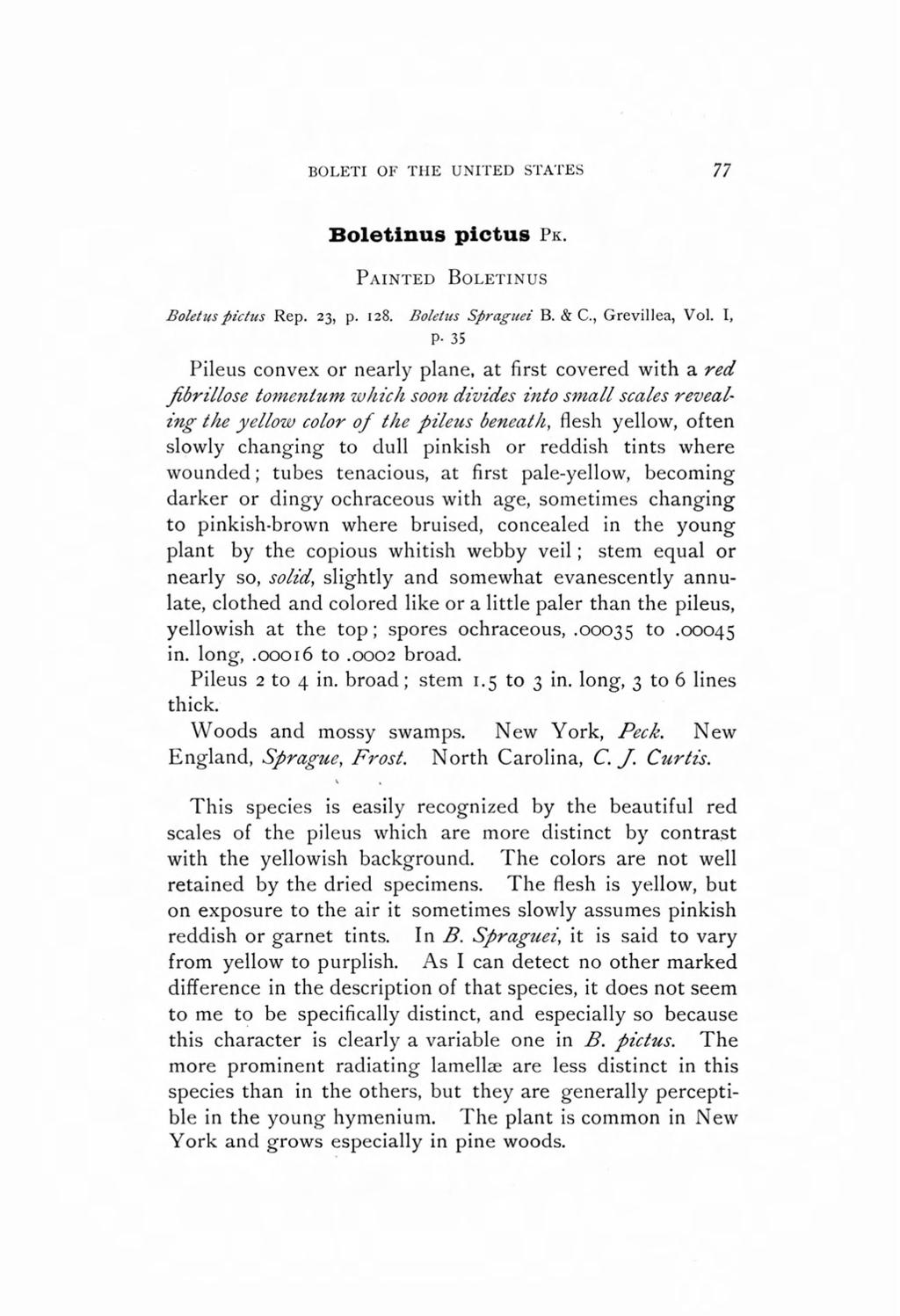 BOLETI OF THE UNITED STATES 77 Boletinus pictus PK. PAINTED BOLETINUS Boletus pic/us Rep. 23, p. 128. Boletus Spraguez" B. & c., Grevillea, Vol. I, p.