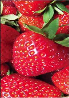 Strawberry We Brew Our Tea Fresh Daily