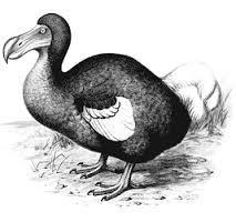 PISA Style Scientific Literacy Question The dodo was a large bird, roughly the size of a swan. It has been described as heavily built or even fat.