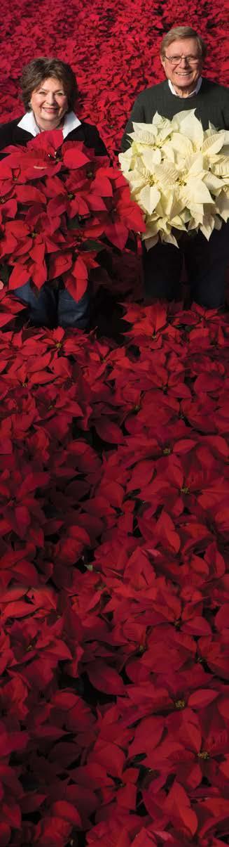Hot s l a e D Locally Grown Large Poinsettias by
