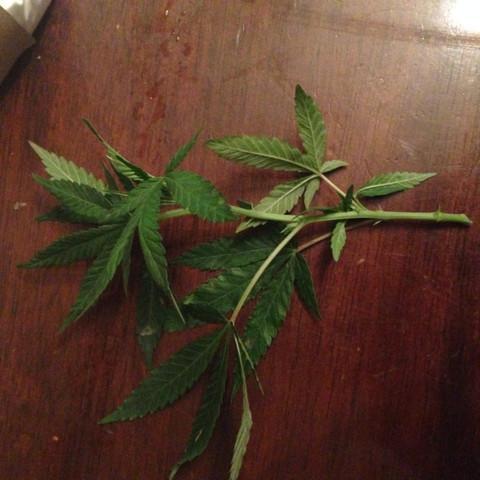 I then pull the lower leaves off and downward. Sometimes the leaf pulls a thin layer of the stalk off with it and that's perfectly fine.