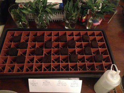I line mine up in rows two wide and alternating so there is space between each cutting. See Photo Below.