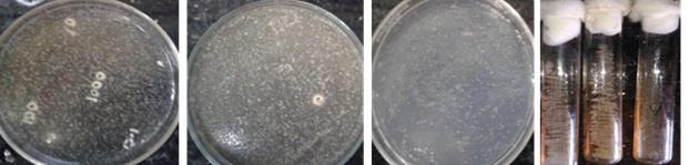Figure 1: Isolated colonies of yeast, lactic acid and acetic acid bacteria, in agar slants.