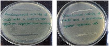 Figure 5: Anti-bacterial activity of Lactobacillus against S. a, E. coli. Lactic acid bacteria exhibited less anti-bacterial activity compared to yeast isolate.