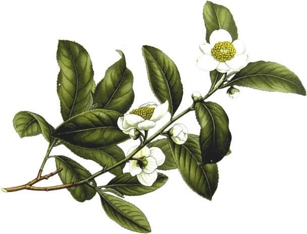 5 2.1.3 Kofein u čaju Camellia sinensis (Slika 4.) je vrsta zimzelenog grma ili malog stabla čiji se listovi koriste za proizvodnju čaja. Radi se o rodu Camellia koji spada u porodicu Theaceae.