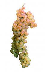 Malvasia de Sitges: Mediterranean variety, from the coast of the Penedès, which is cultivated in Sitges.