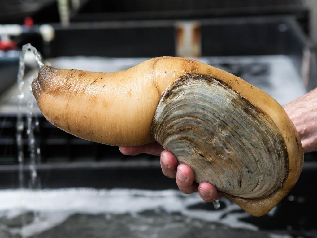 Why geoduck aquaculture when there is already a