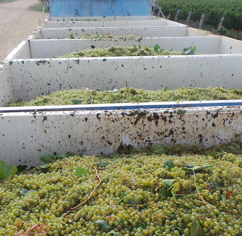 Chardonnay continued to be picked until 19 th February, ensuring we had riper material.