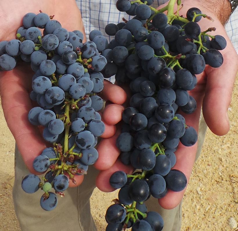 The warmer temperatures we experienced in February and March meant that the Shiraz particularly ripened up very quickly so it is a riper year in regards to intense ripe fruit flavours, ripe tannins,