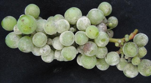 6 Powdery mildew on maturing fruit (left) and downy mildew on maturing fruit (right). Typically downy mildew will produce a denser white mass than powdery mildew on mature fruit.
