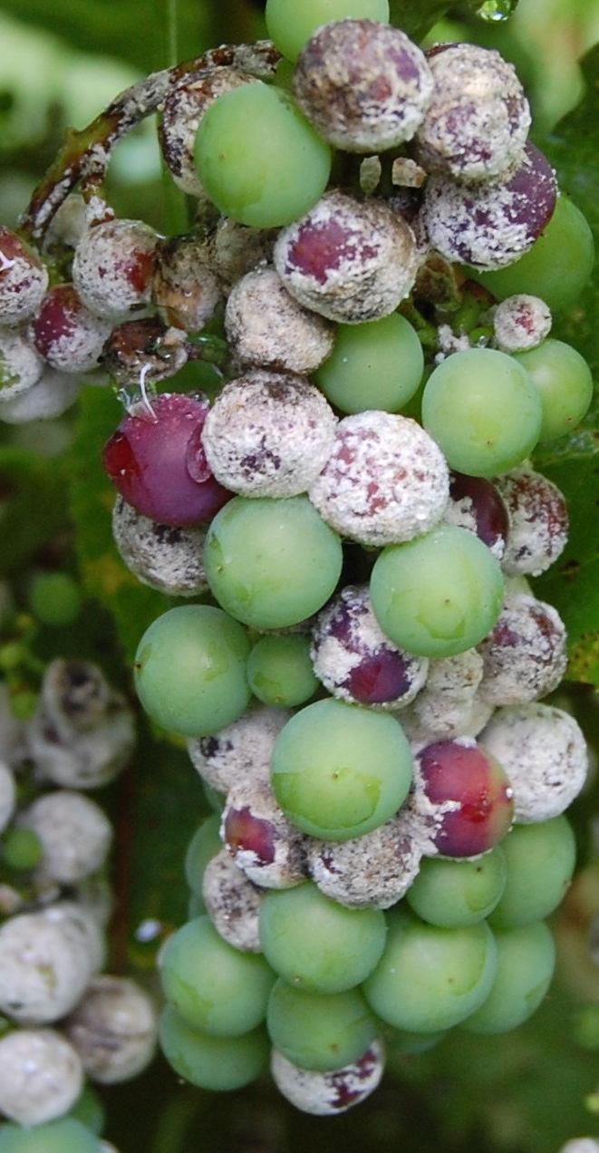 Management While many grape growers in Wisconsin might see little to no powdery mildew in their vineyards, management should be considered whenever it is found.
