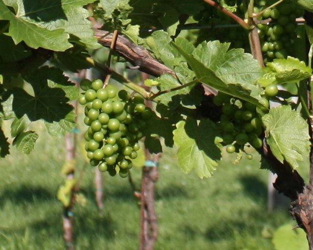 9 Development of wine grapes at the Peninsular Agricultural Research Station (PARS) Sturgeon Bay, WI and the West Madison