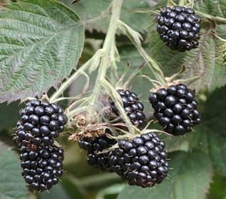 Blackberries Loch Tay released in