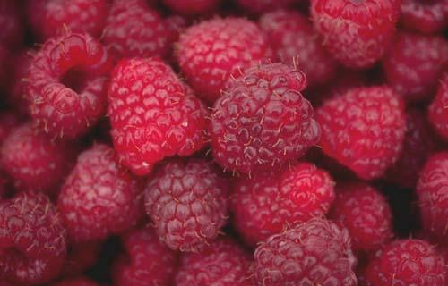 Breeding for Fruit Quality Increased public and political awareness of dietary factors influencing health Berry fruit can play a major part in improving nutritional value of diet