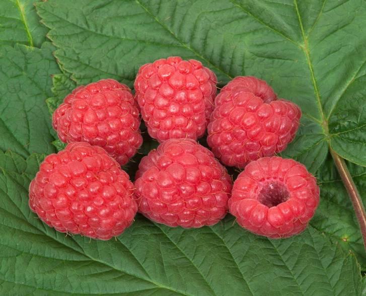 Raspberry Cultivars Renowned for the Glen series of raspberry cultivars First cultivar, Glen Clova was