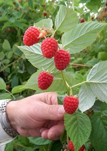 New Raspberry Varieties Glen Doll Parentage: (Glen Rosa x 8605C-2) Released in 2006 Mid to late season Originally selected and