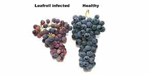 KEEPING NEWLY-ESTABLISHED TABLE GRAPE VINEYARDS FREE OF GRAPEVINE LEAFROLL REASON FOR LEAFROLL CONTROL Leafroll disease affects all cultivars of table grapes, black, red or white, and result in a