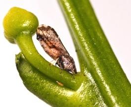 Asian Citrus Psyllid, Huanglongbing, and Biocontrol Efforts in California The image cannot be
