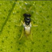Tamarixia radiata (Waterston) (Hymenoptera: Eulophidae)