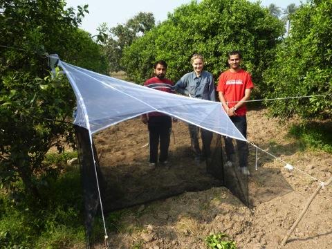 A malaise trap to sample for