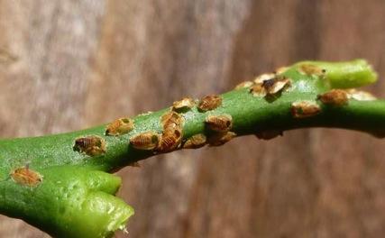 ACP in Azusa Ants