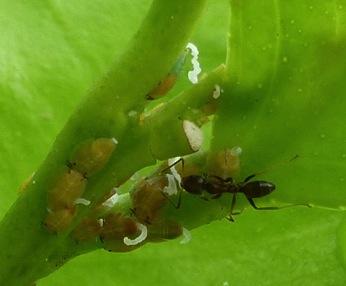 A Biocontrol Impediment is ArgenAne Ant ArgenAne ant is ubiquitous in the urban