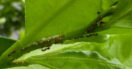 ACP colonies >55% of colonies have ants present Ants patrol ACP colonies and harvest