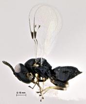 hyperparasitoids in its home