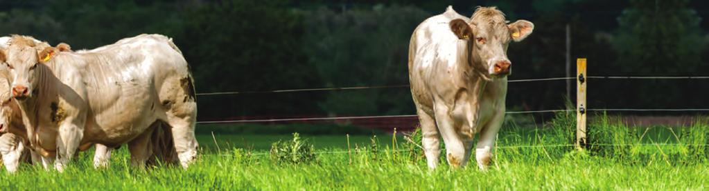 Why Charolais? PREPOTENCY The desirable caracteristics of the Charolais since its origin, almost 400 years back, had constantly been bred in and strengthend.