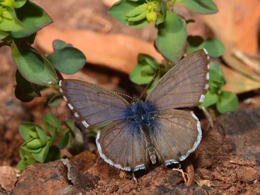 Mocker Bronze (Cacyreus virilis) Na-aper-malvabloutjie Did you know that nearly two-thirds of all invertebrates could be connected in some way back to the butterfly on its food chain?