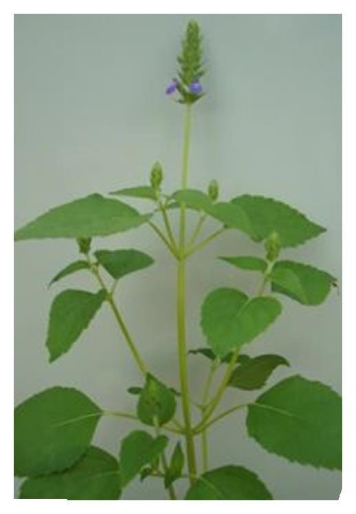 Slika 1. Salvia hispanica L. sa ljubičastim cvjetovima (Sapio i sur., 2012) Sjemenke su vrlo sitne (1.87 ± 0.1 mm dužine, 1,21 ± 0,08 mm širine), ovalnog oblika i glatke površine (Muñoz i sur., 2012). Najčešća boja sjemenki je siva sa crnim točkicama, međutim moguće su i kombinacije crne, sive, smeđe i bijele boje.