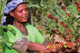 In close co-operation with fair trade organisations, we have succeeded in welding organic + fair into a strong single unit: nowadays over 60% of fair trade coffee is grown