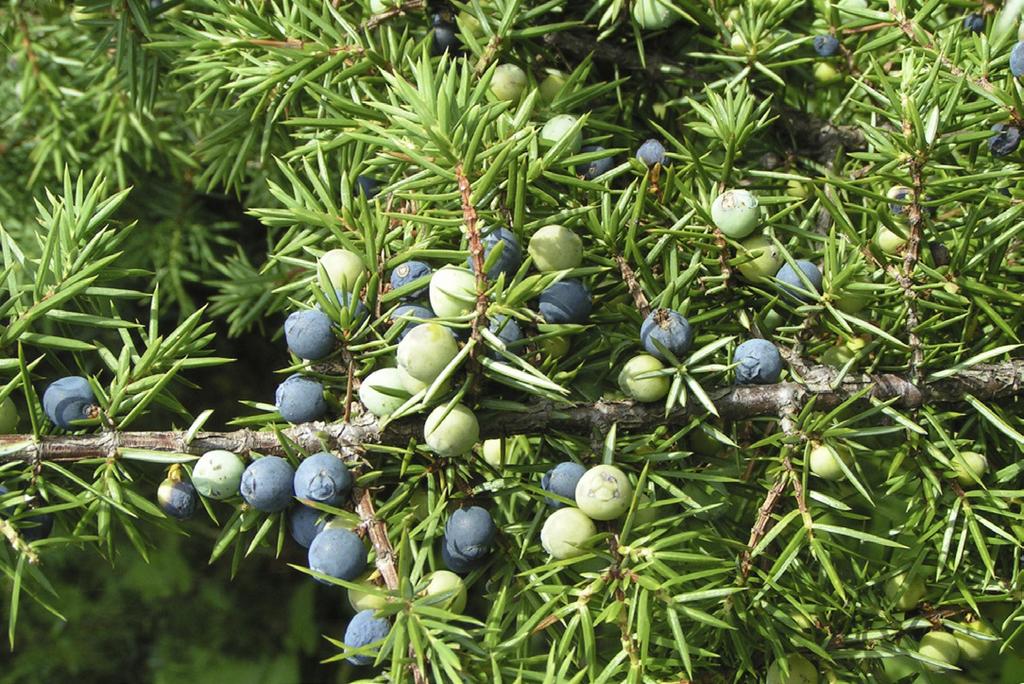 We start with juniper berries. The rest is up to your IMAGINATION. GIN A WIDE ARRAY OF BOTANICAL OPTIONS.