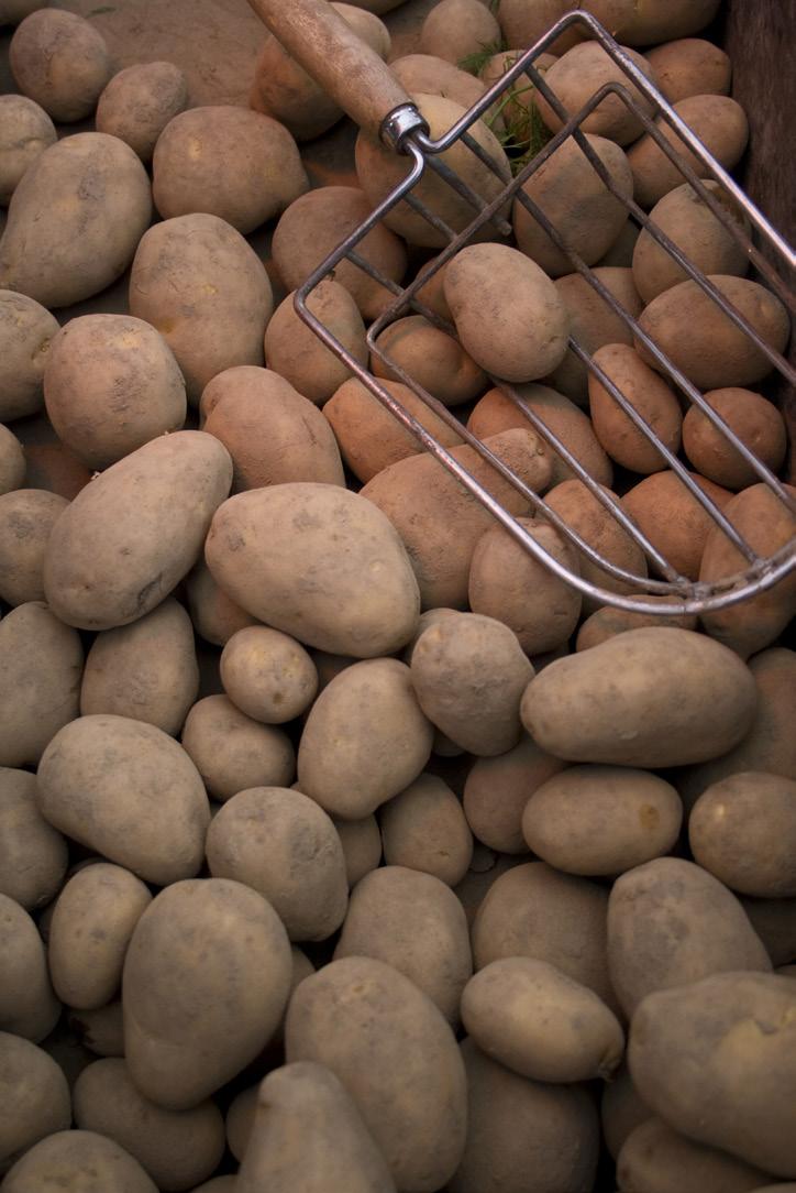 It s the truly UBER of the tubers. UBER-TUBER IDAHO POTATOES...WHERE ELSE?
