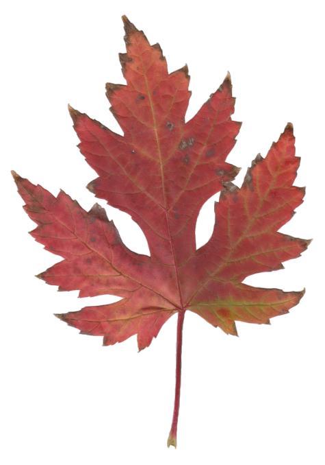 Silver Maple Acer saccharinum Leaf Leaves have OPPOSITE arrangement. Leaves are simple. Leaves are up to 5 inches long.