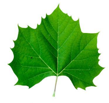 Sycamore Platanus occidentalis Leaf Leaves have alternate arrangement.