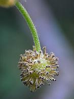 Fruits are round balls of tiny winged achenes (seeds).
