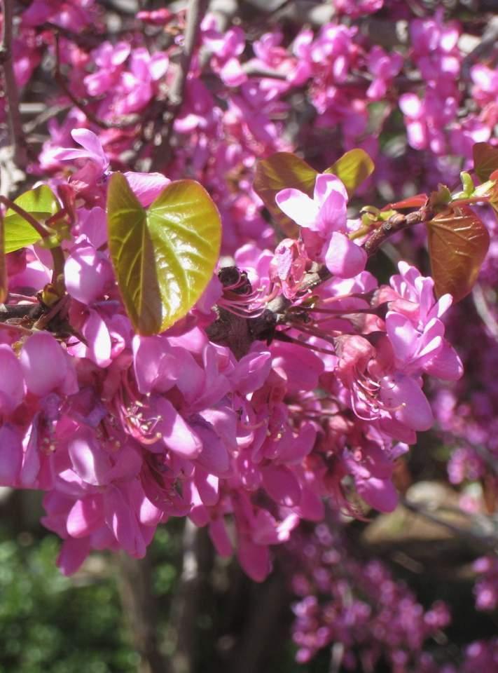 Western Redbud (Cercis occidentalis) Needs some protection from