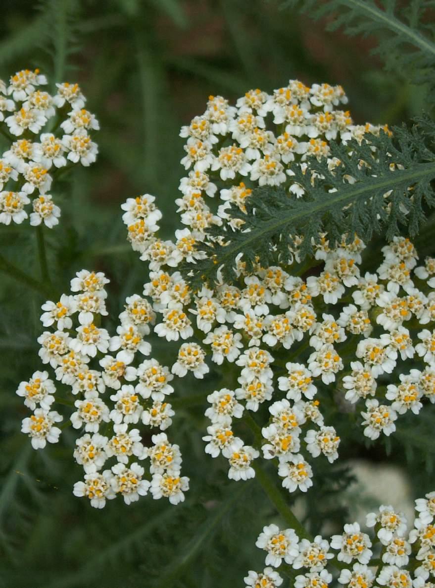 Yarrow (Achillea millefolium) White