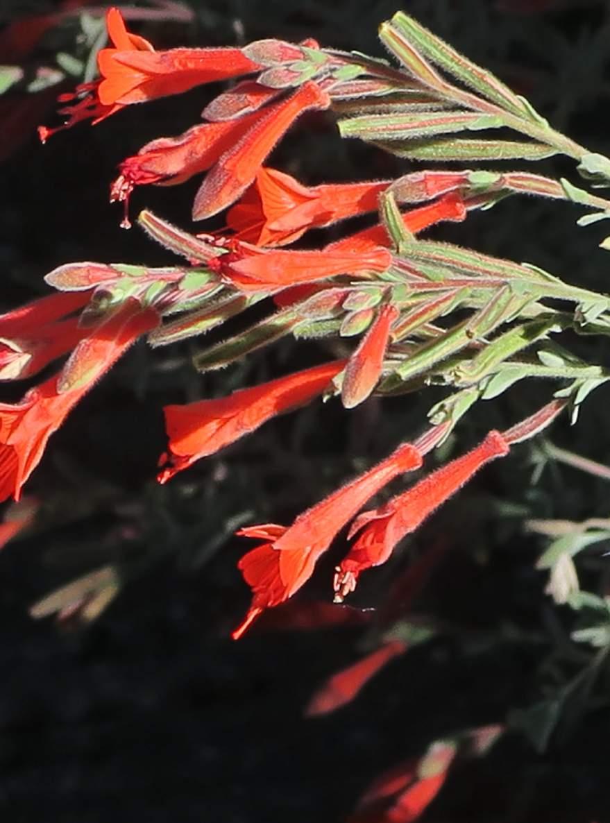 California Fuchsia (Epilobium canum) Orange flowers Fall bloomer for hummingbirds Shear back to