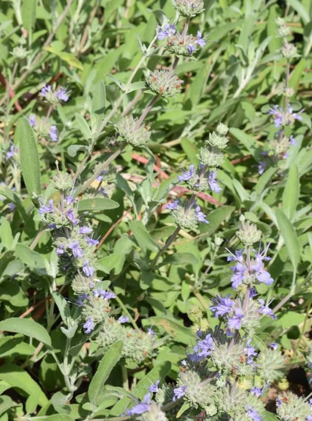 Bee s Bliss Purple Sage (Salvia leucophylla Bee s Bliss )